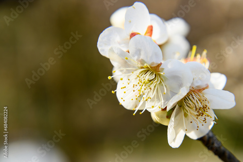 満開の白い梅の花