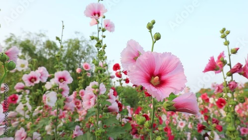 Beautiful hollyhock flowers in the garden