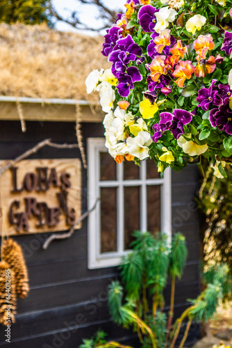 パンジー　ビオラ