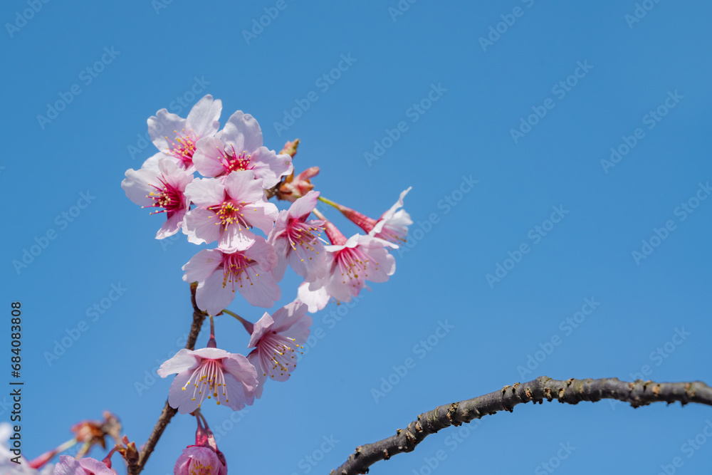 ピンクが映えるコシノカモザクラ