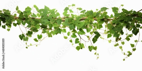 Bush grape or three-leaved wild vine cayratia (Cayratia trifolia) liana ivy plant bush, nature frame jungle border, Generative AI 