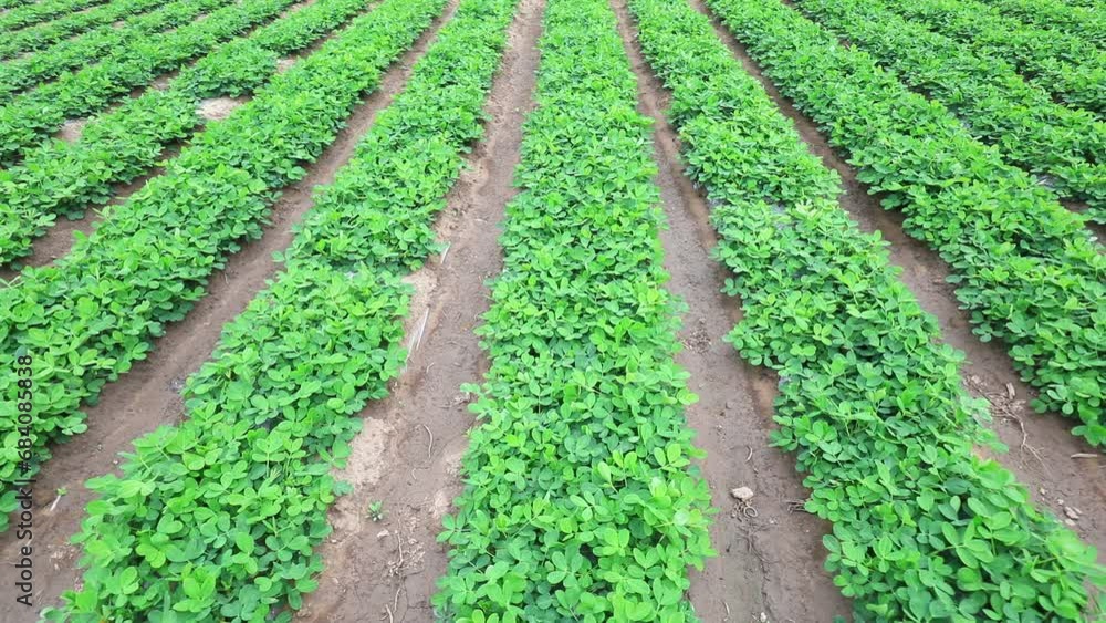 Grow peanuts in the fields, North China Grow peanuts in the fields, North China