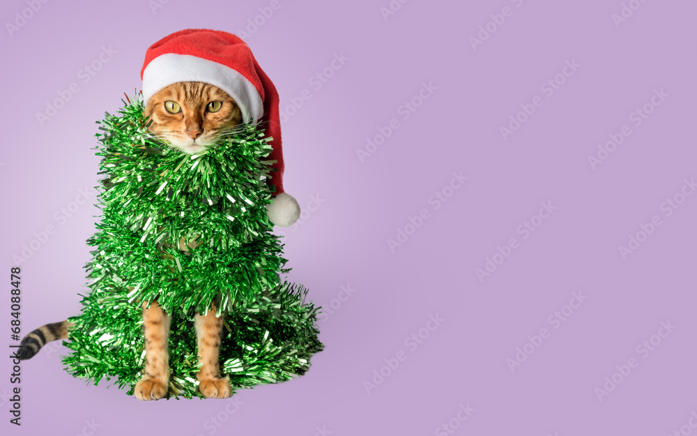 Fototapeta premium Funny cat in a Santa hat, wrapped in green garland or tinsel.