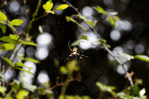 a single female Wasp Spider (Argiope bruennichi) resting on her web