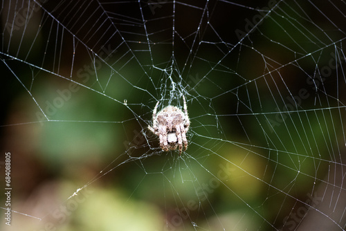 a single grey brown Araneidae species of spider resting on its web on a dark natural background © Ian