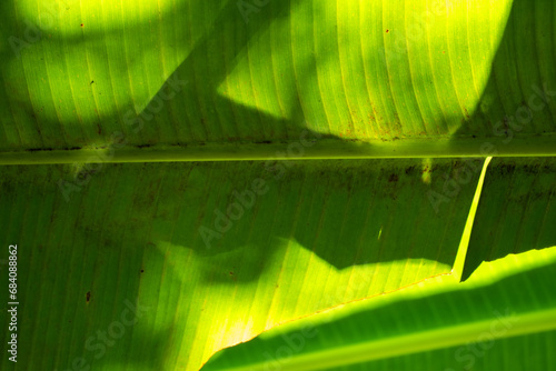 Green banana leaf texture in the nature