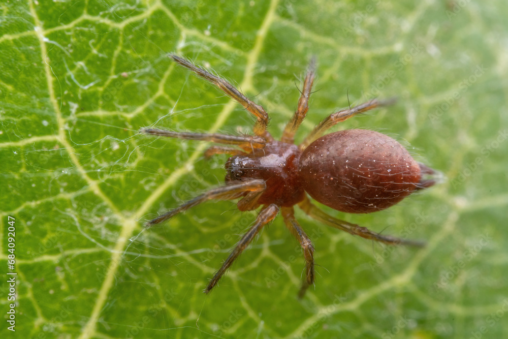 Fototapeta premium spider inhabiting on the leaves of wild plants