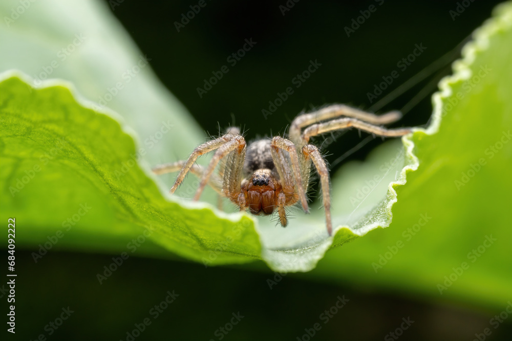 spider inhabiting on the leaves of wild plants spider inhabiting on the leaves of wild plants