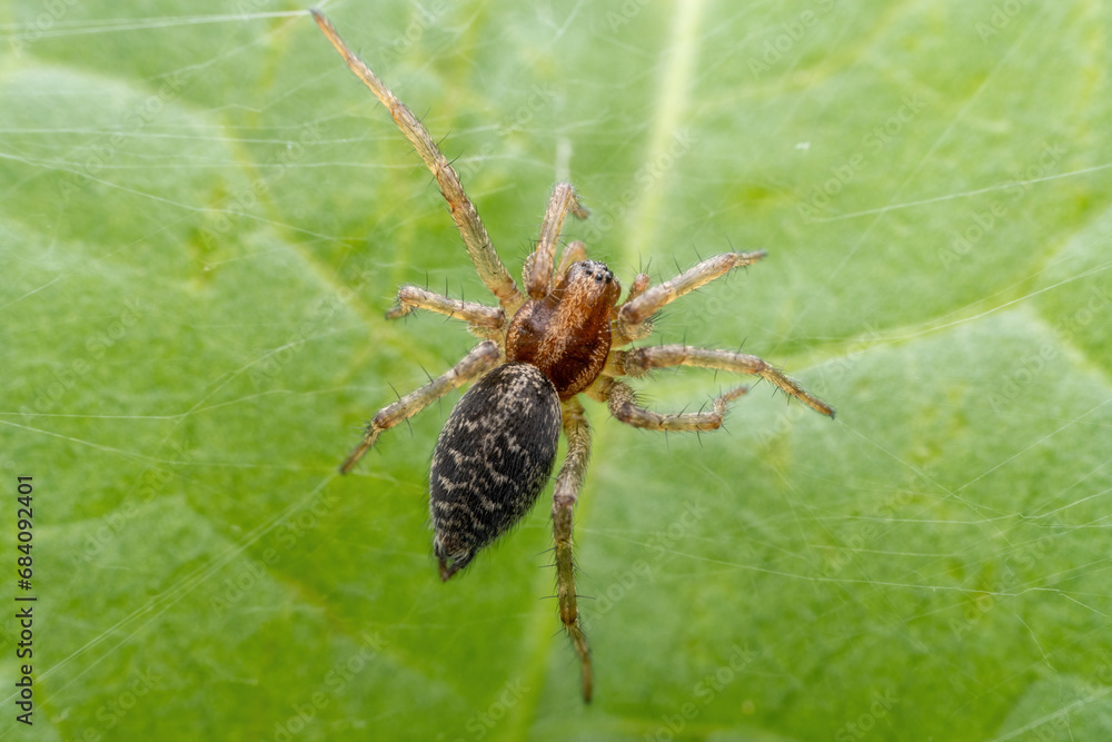 spider inhabiting on the leaves of wild plants spider inhabiting on the leaves of wild plants