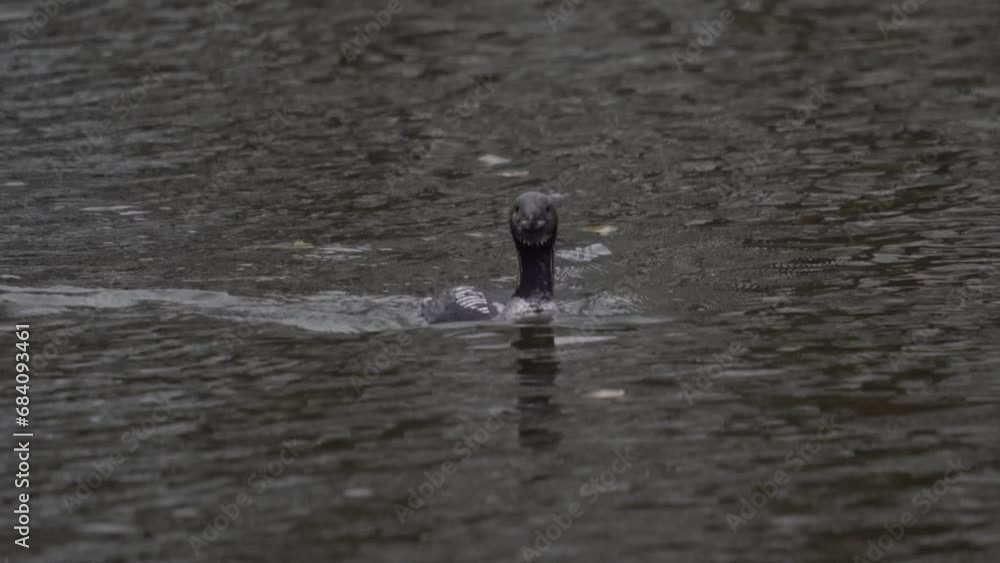 A loon swims through the water and then dives into the water. The black-throated loon (Gavia arctica), also known as the Arctic loon and the black-throated diver, is a migratory aquatic bird. A loon swims through the water and then dives into the water. The black-throated loon (Gavia arctica), also known as the Arctic loon and the black-throated diver, is a migratory aquatic bird.