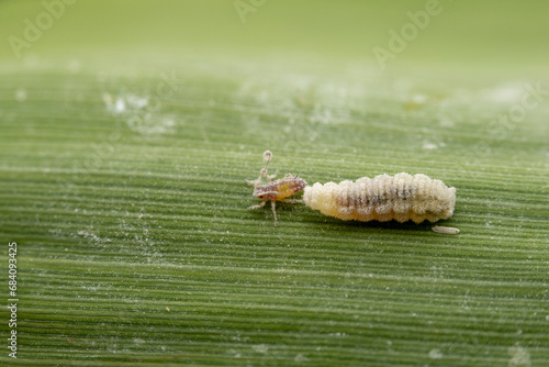 Fly larvae prey on aphids on wild plant leaves