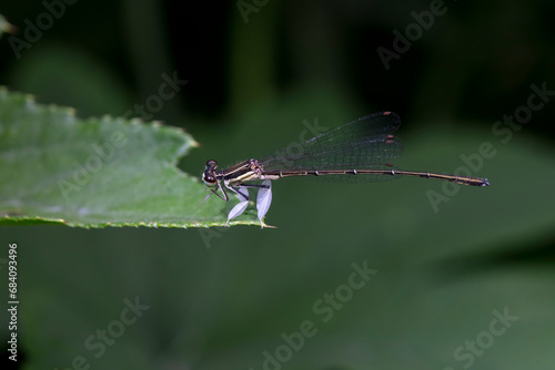 damselfly inhabiting on the leaves of wild plants © zhang yongxin