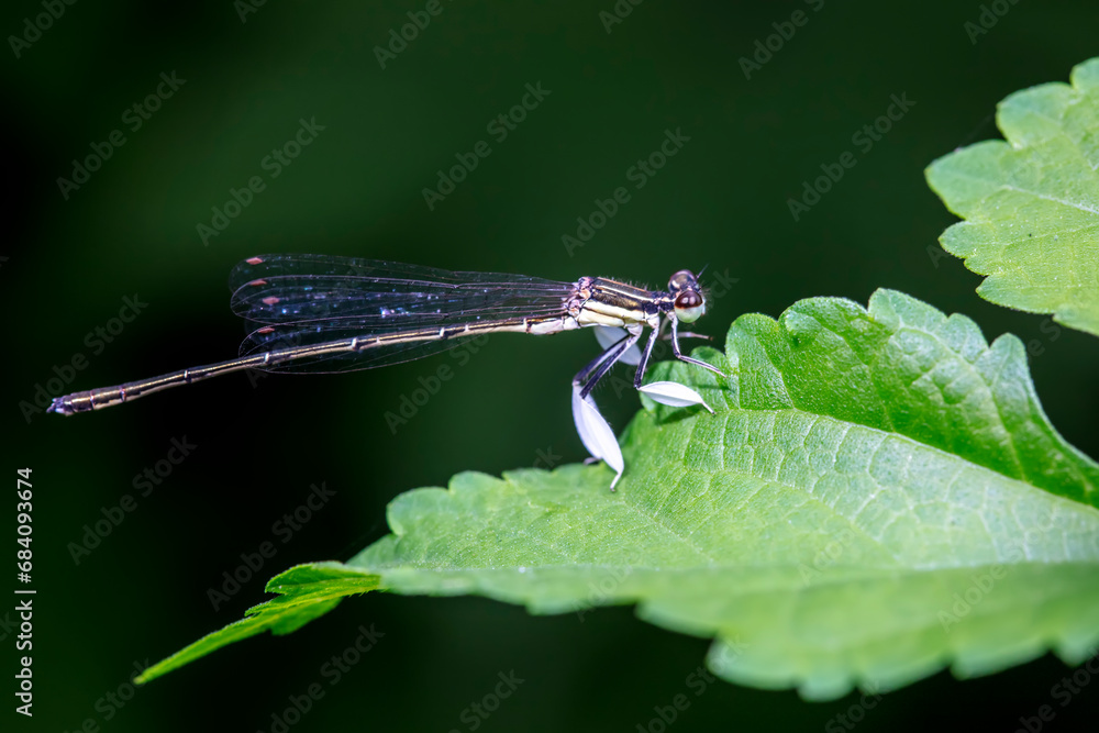 damselfly inhabiting on the leaves of wild plants damselfly inhabiting on the leaves of wild plants