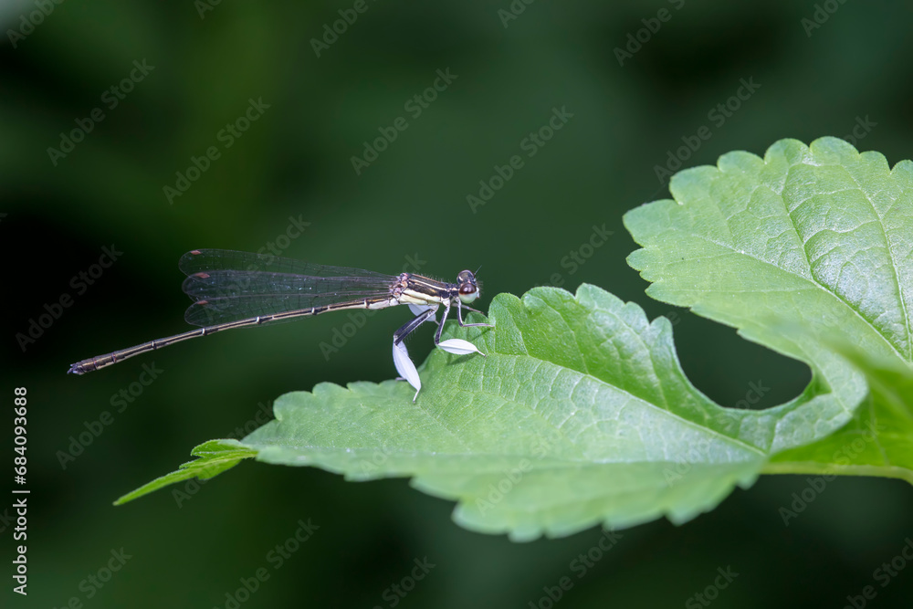 damselfly inhabiting on the leaves of wild plants