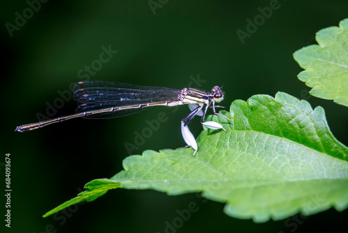 Photos damselfly inhabiting on the leaves of wild plants