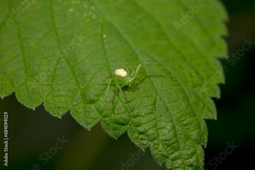 Crab spiders inhabit the leaves of wild plants and wait for prey