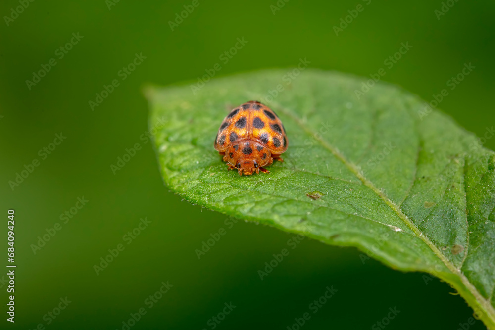 henosepilachna vigintioctomaculata Inhabiting on the leaves of wild plants henosepilachna vigintioctomaculata Inhabiting on the leaves of wild plants