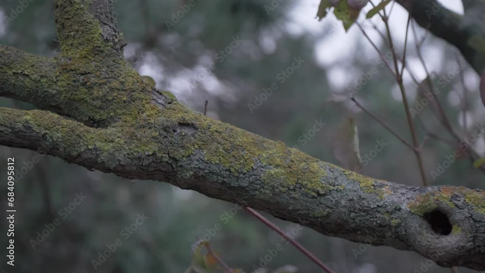 Trunk of an old tree. The bark of the tree is covered with moss. Trunk of an old tree. The bark of the tree is covered with moss.