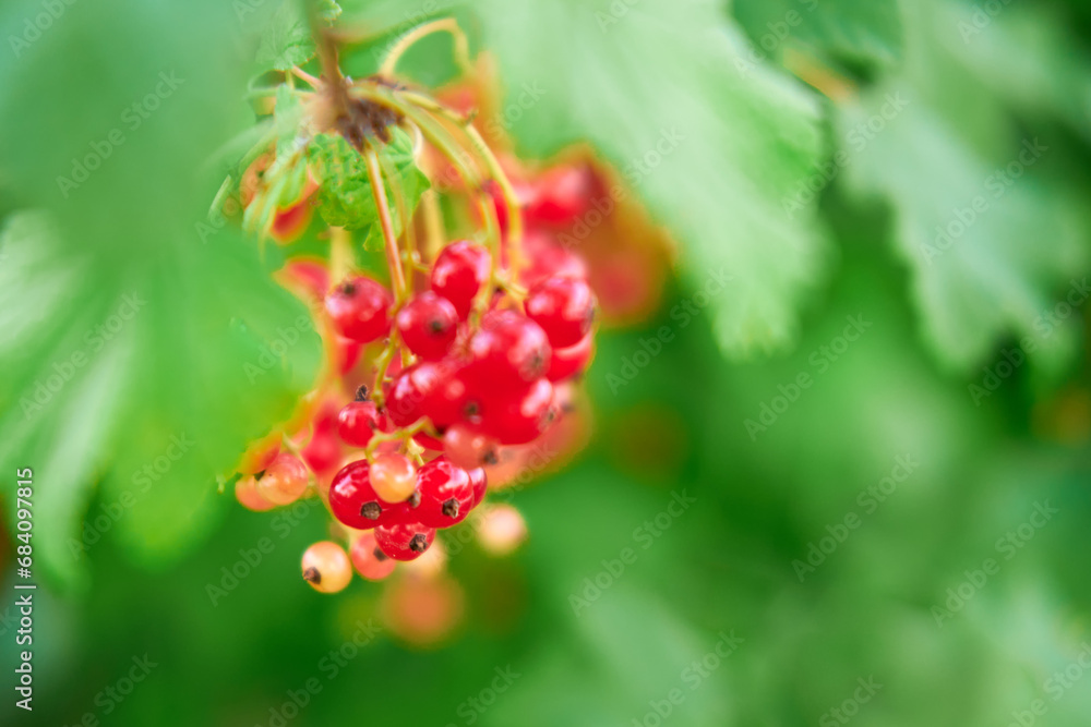 Red currant berries on a branch with green leaves Red currant berries on a branch with green leaves