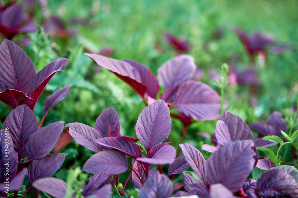 The floral aroma of the red leaf amaranth vegetable is a delightful addition to any summer meal. The floral aroma of the red leaf amaranth vegetable is a delightful addition to any summer meal.