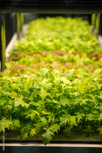 Organic hydroponic vegetable cultivation in greenhouse. Selective focus. © Андрей Журавлев