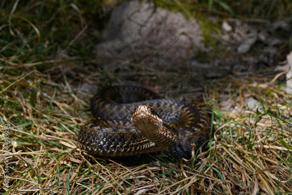 Fototapeta premium Kreuzotter // Common Adder (Vipera berus)