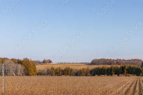 【風景】北海道　黄色く色付いた畑と紅葉した木々