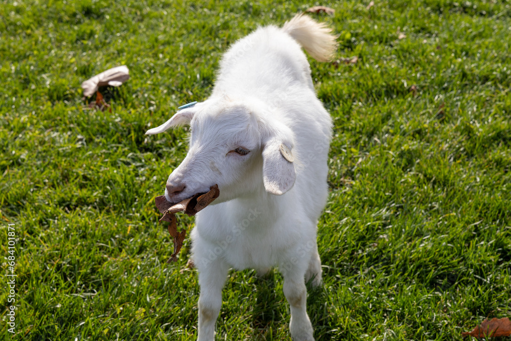Obraz premium 枯葉を食べる真っ白な山羊