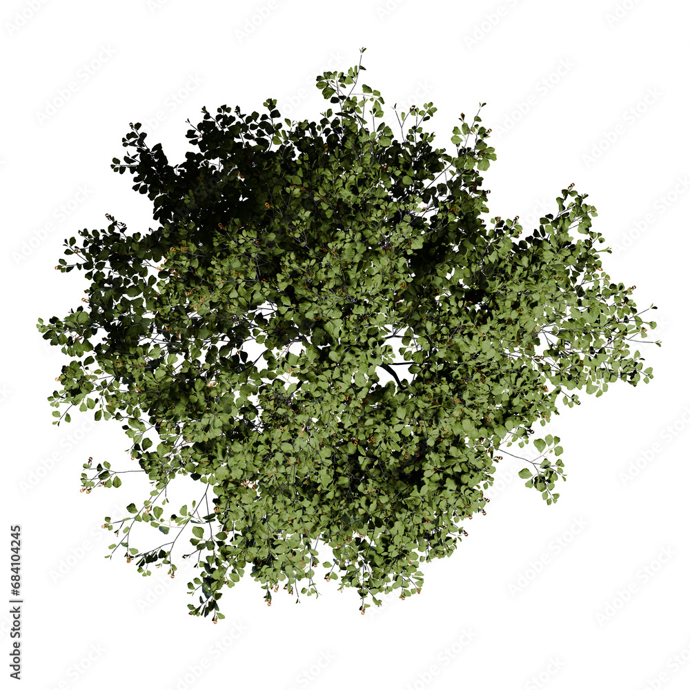 Fototapeta premium Black Alder tree with flowers Top View