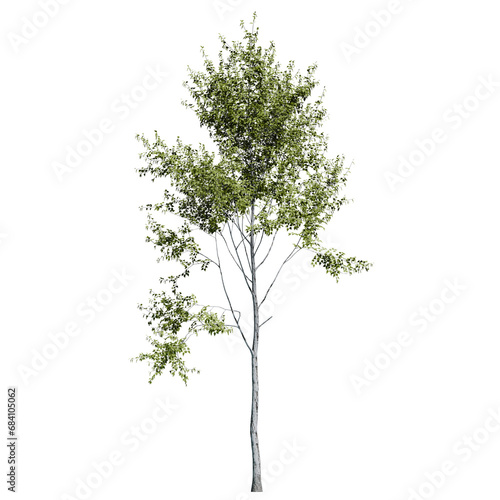 Mature Paper Birch Tree Front view
