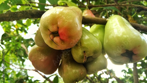 Water apples ripen on the tree ready to be harvested