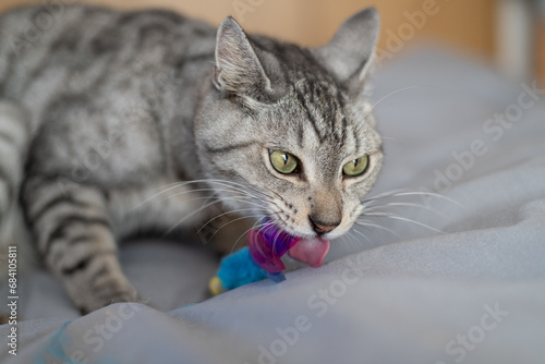 おもちゃに噛みつく猫 サバトラ猫