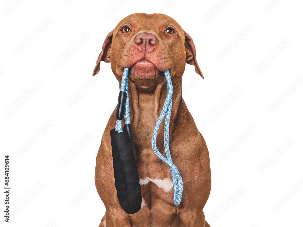 Lovable, pretty dog with a leash in his mouth. Close-up, indoors. Studio photo. Concept of care, education, obedience training and raising pets