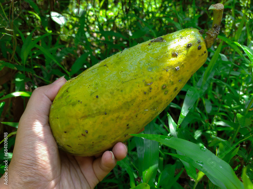 Hand holding half ripe papaya or Carica papaya fruit in the garden photo