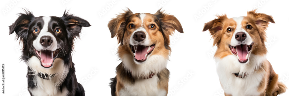 Collection of happy dog portraits isolated ​​on white background