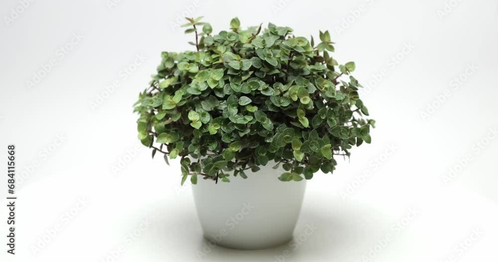 Potted Callisia house plant in white ceramic pot on white background Potted Callisia house plant in white ceramic pot on white background