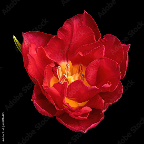 Beautiful red-yellow blooming tulip isolated on black background, view from above. Close-up studio shot.