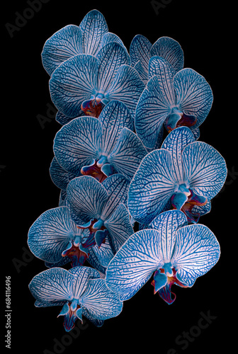 Blooming blue-white Phalaenopsis inflorescence isolated on black background. Studio close-up shot.