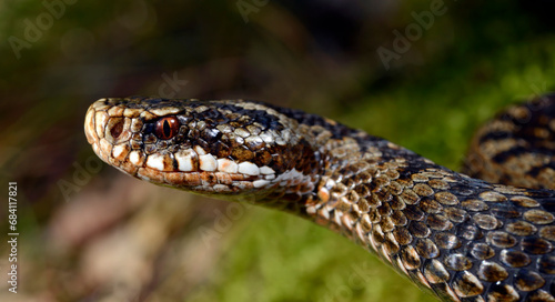 Fotografía Kreuzotter // Common Adder (Vipera berus) Reptil des Jahres 2024