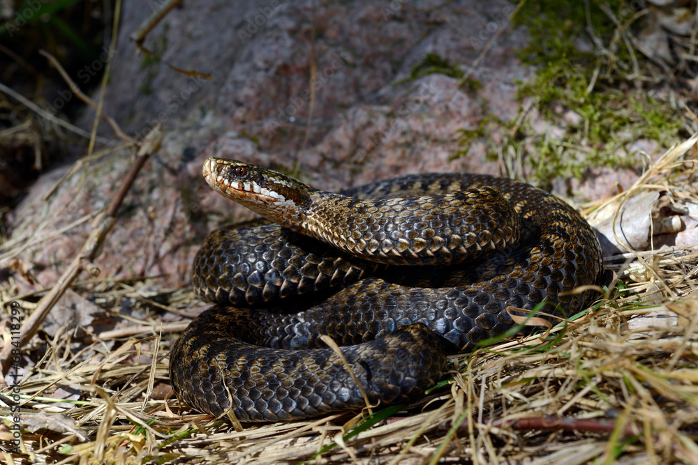 Kreuzotter // Common Adder (Vipera berus) Reptil des Jahres 2024 Kreuzotter // Common Adder (Vipera berus) Reptil des Jahres 2024