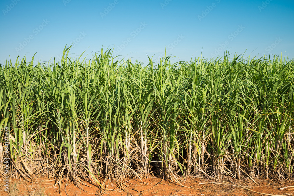Agriculture sugarcane field farm with blue sky in sunny day background, Thailand. Sugar cane plant tree in countryside for food industry or renewable bioenergy power. Agriculture sugarcane field farm with blue sky in sunny day background, Thailand. Sugar cane plant tree in countryside for food industry or renewable bioenergy power.