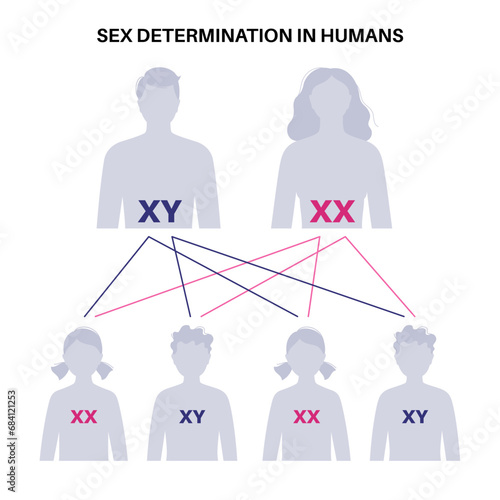 Sex Determination in Humans