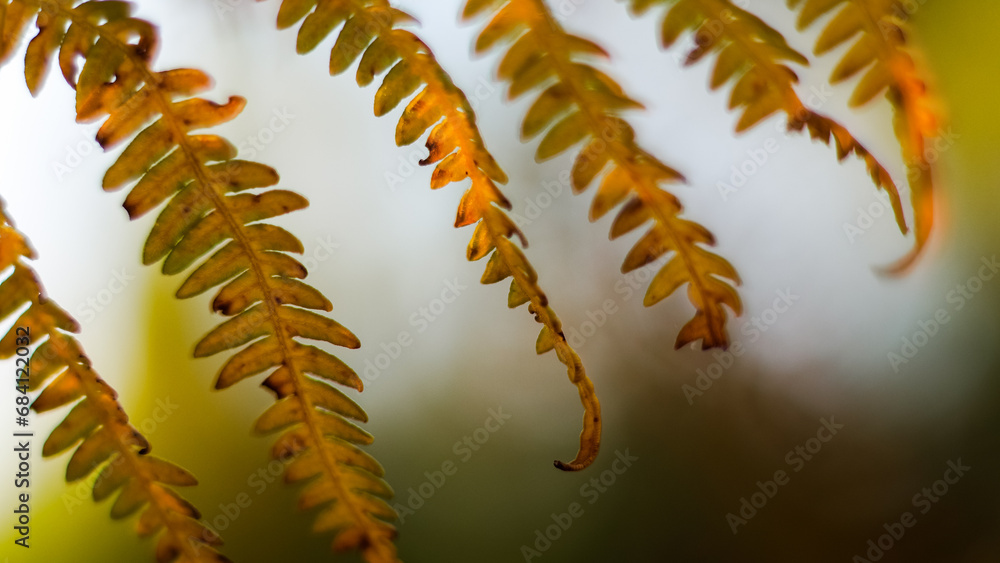 Macro de feuilles de fougère sauvages, pendant l'heure dorée, dans la forêt des Landes de Gascogne