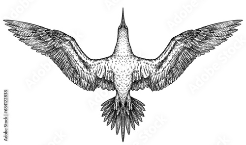 Konstfotografi Vintage engraving isolated blue footed booby set illustration ink sketch