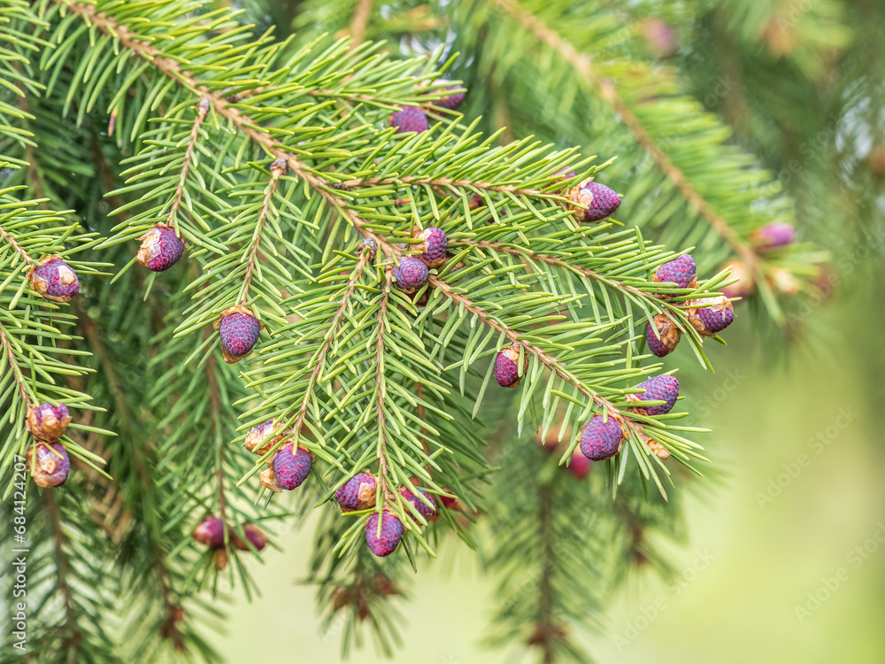 Fir branches with fresh shoots in spring. Fir branches with fresh shoots in spring.