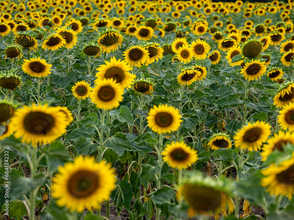Field of Sunflowers in Summer Field of Sunflowers in Summer