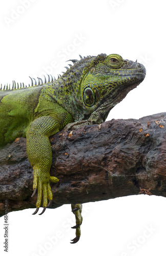 A close up half length portrait of a green iguana. Showing the head and front legs as it sits on a branch. It is isolated on white background