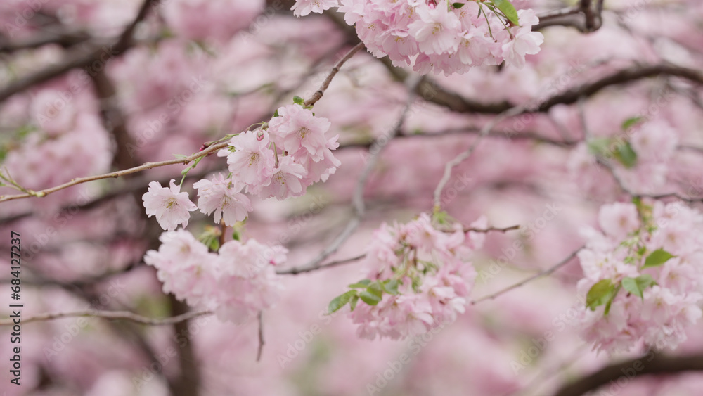 Photo of cherry blossom in spring closeup shot Photo of cherry blossom in spring closeup shot
