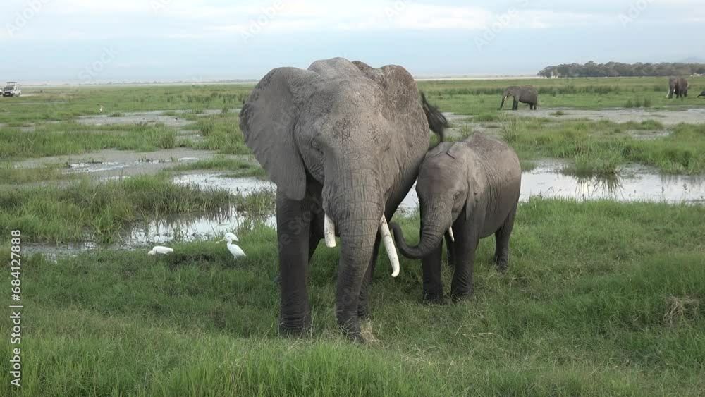 Family of Elephants on the Move. Wildlife in savanna. Big five animals. Elephants in the African savannah. Portrait of wild african elephant walking in the forest. Family of Elephants on the Move. Wildlife in savanna. Big five animals. Elephants in the African savannah. Portrait of wild african elephant walking in the forest.