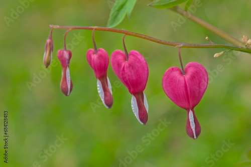 Fleur de cœur de Marie